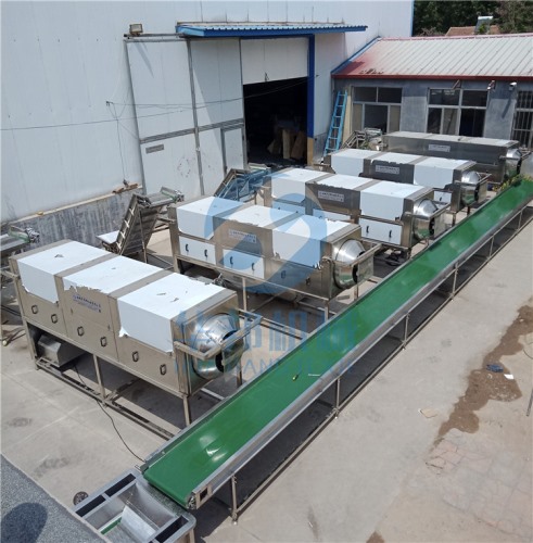 质保12个月核桃仁去皮机