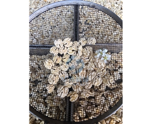 现货发 核桃仁去皮机 华邦机械专利核桃仁脱皮设备