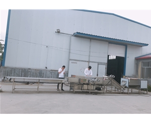 华邦批量定制红薯清洗机 供应红薯清洗生产线